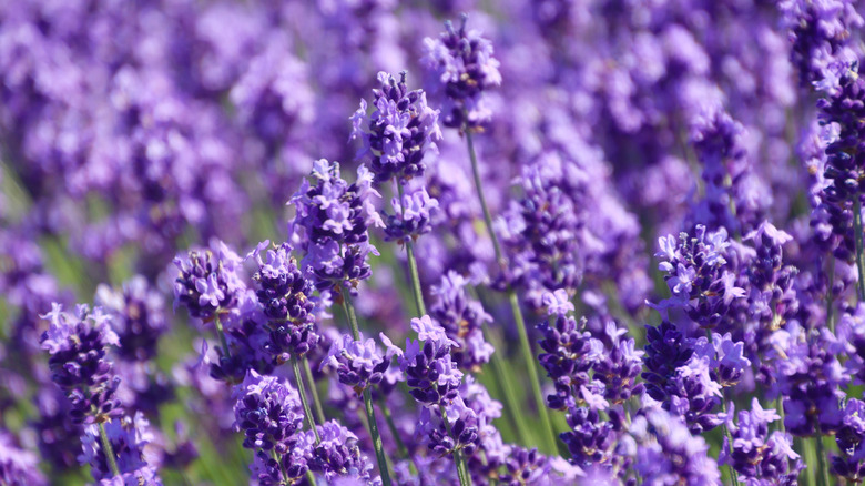 Lavender blooms