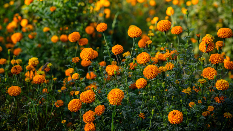 Marigolds