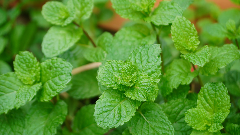 Mint leaves