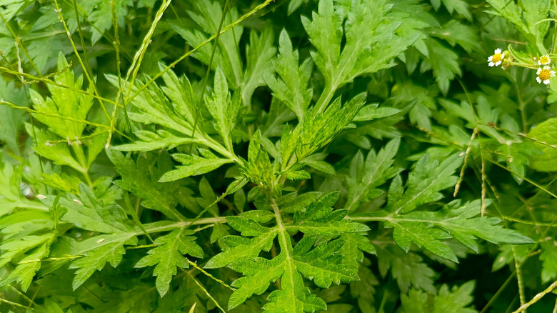 Mugwort plants
