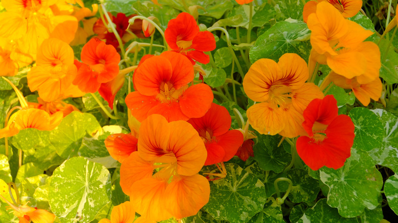 Nasturtiums blooms