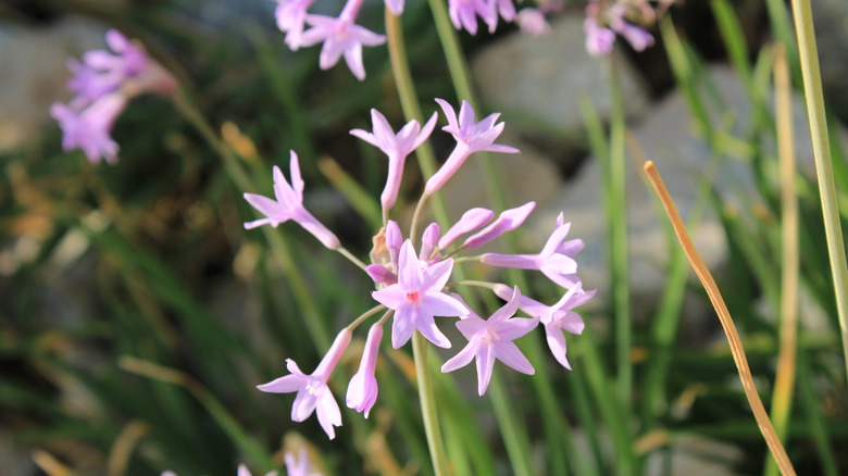 Pink agapanthus blooms