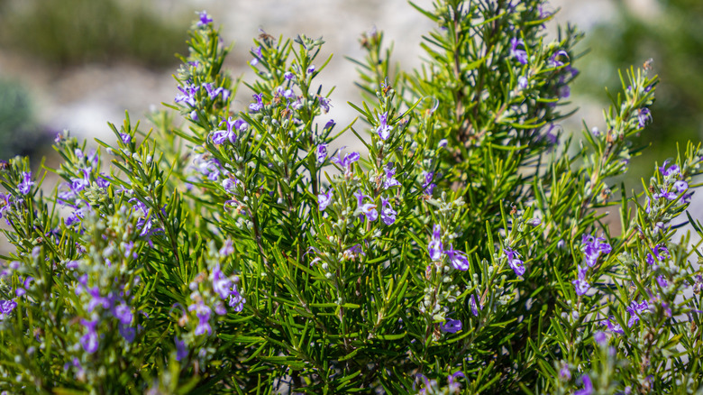 Rosemary plant with blooms