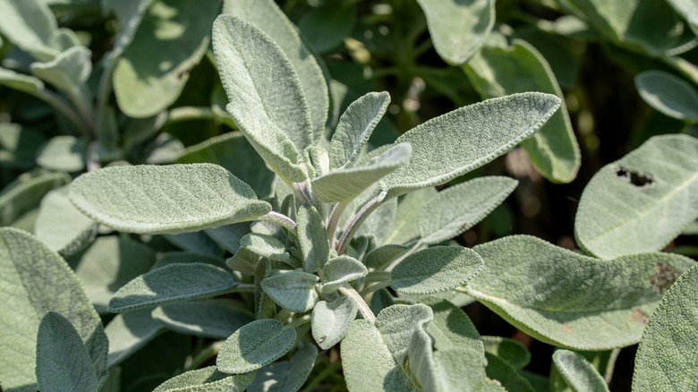 Sage plants