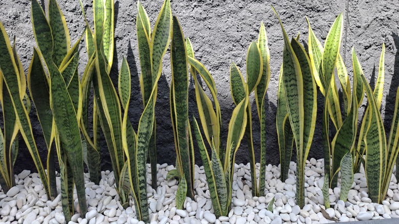 Snake plants in gravel garden