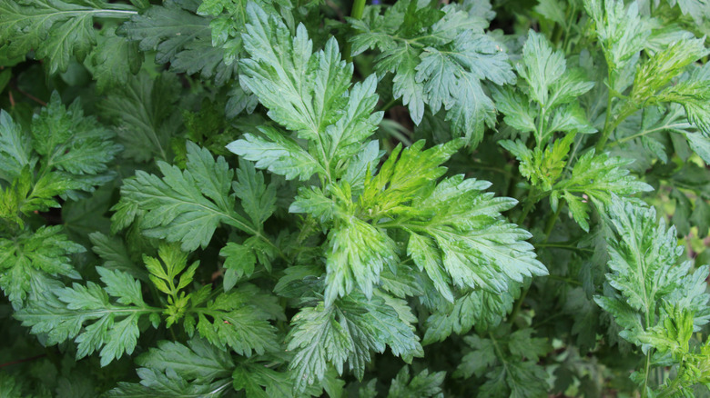 Leaves of a wormwood plant