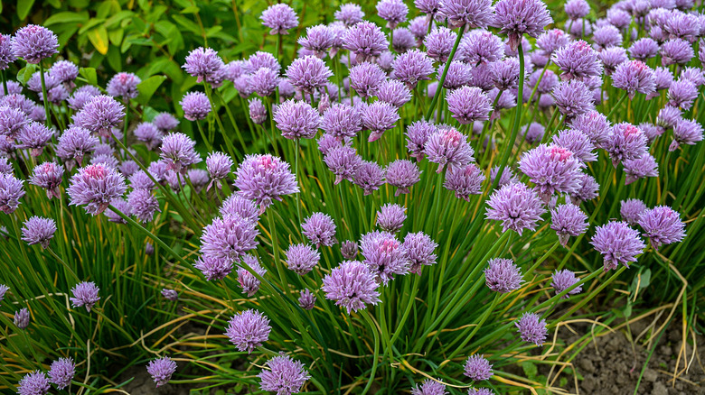 Purple flowering chives