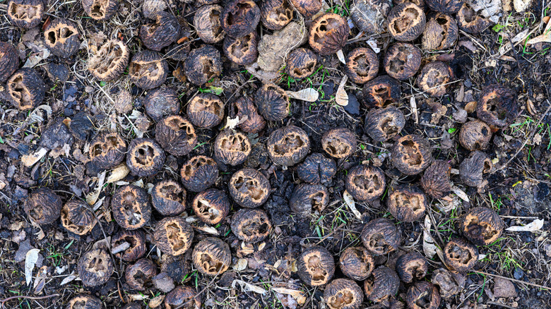 Black walnuts on the ground getting moldy