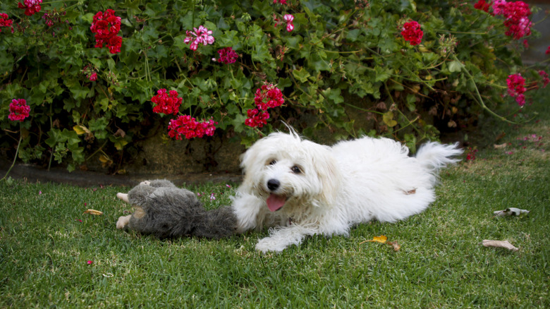 Dog playing near geraniums