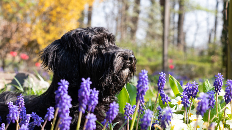 Black dog among purple hyacinths