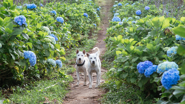 Dogs in a hydrangea garden
