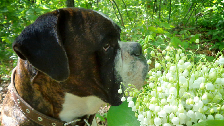 Dog smelling lily of the valley flowers