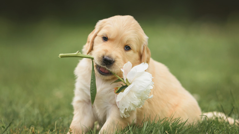 Puppy chewing on a peony