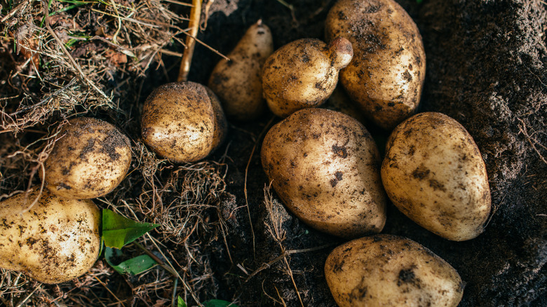 Raw potatoes in the ground
