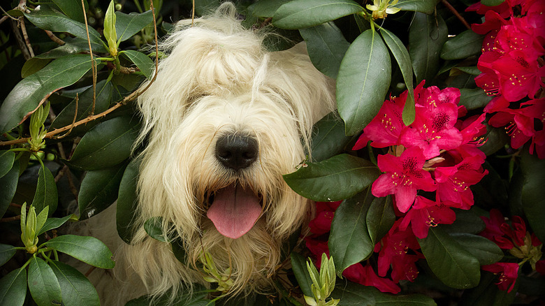 Dog hiding an a rhododendron bush