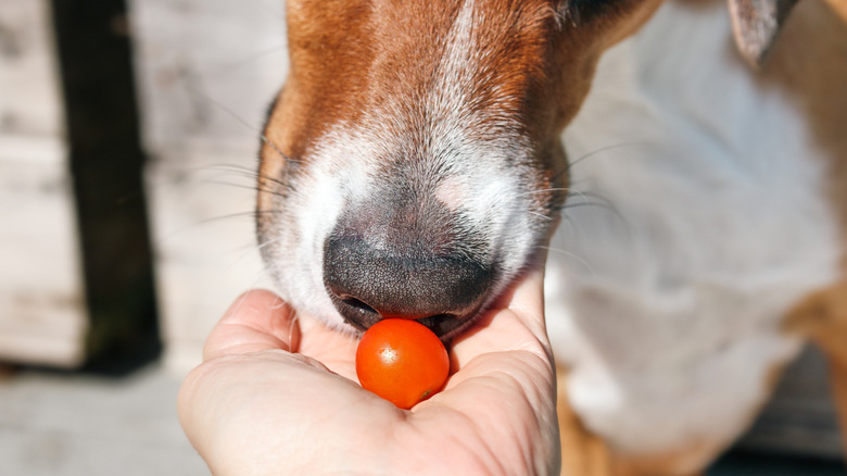 Dog being offered a cherry tomato