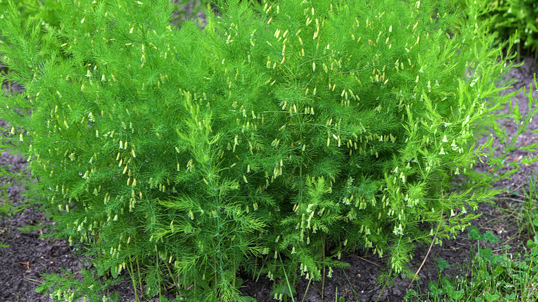 An asparagus plant thriving in a garden