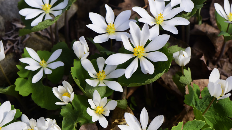A patch of bloodroot in bloom with yellow-hearted white-petaled flowers