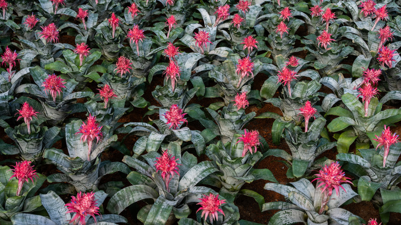 Many bromeliads in bloom