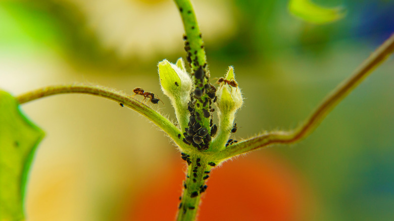 Ants and aphids on a shoot of a clematis