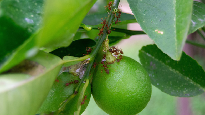 Close up of ants crawling on a fruiting lime tree