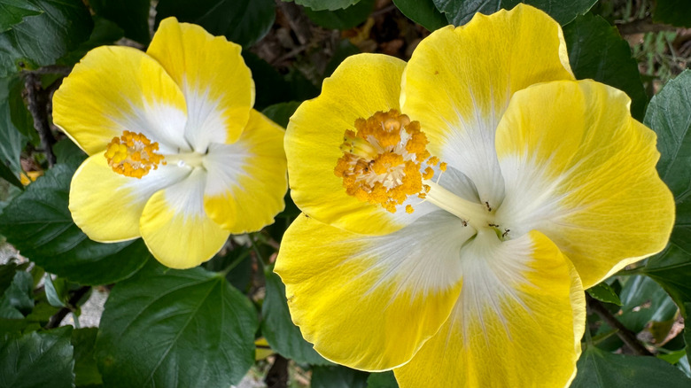 Ants on a yellow hibiscus plant