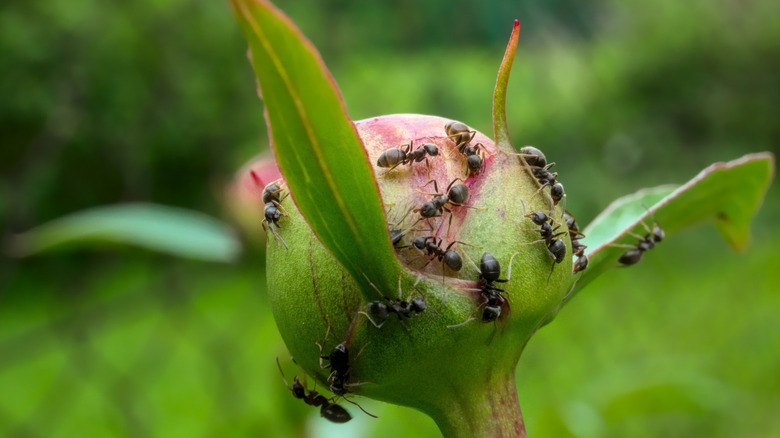Ants crawling over a peony bud