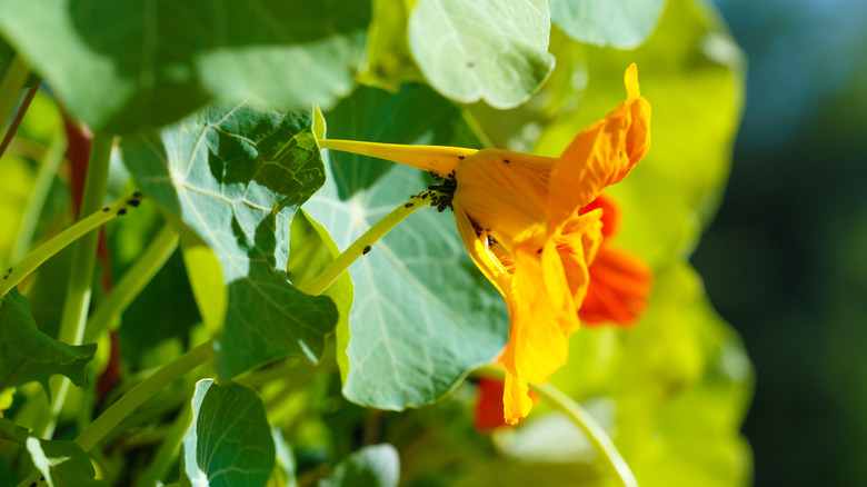 Black aphids on an orange-flowering nasturtium