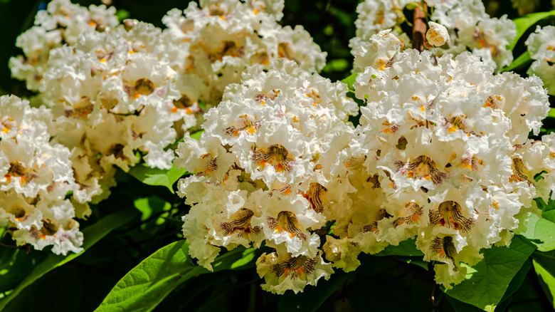 Northern catalpa in full bloom with glorious white flowers