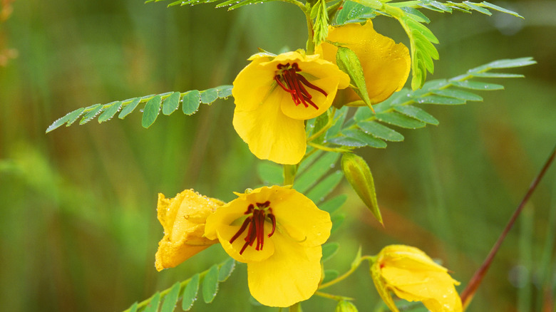 Yellow-flowering partridge peas