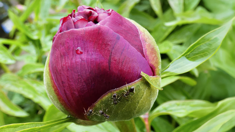 A peony bud starting to bloom with ants crawling on its underside