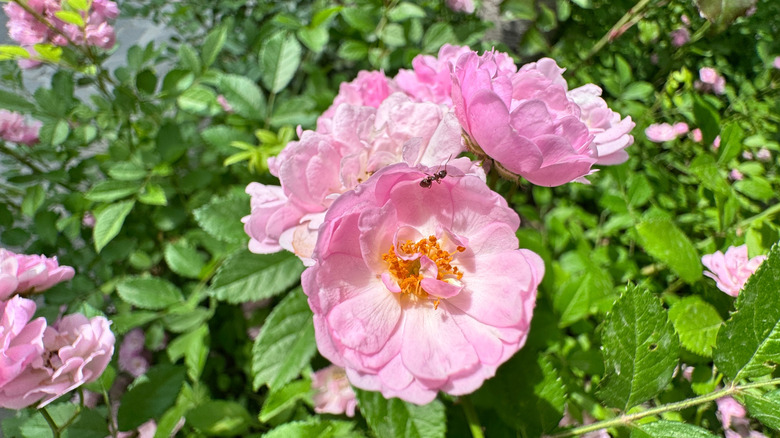 A beautiful pink rose with an ant crawling on its petals