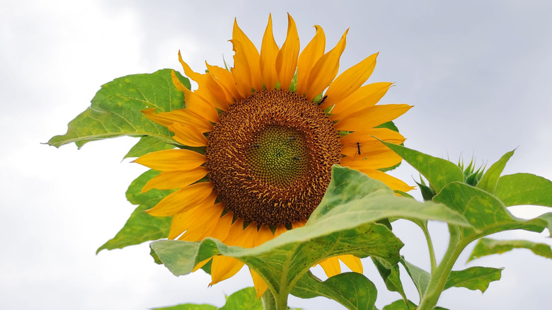 A sunflower in bloom with a large ant crawling on it