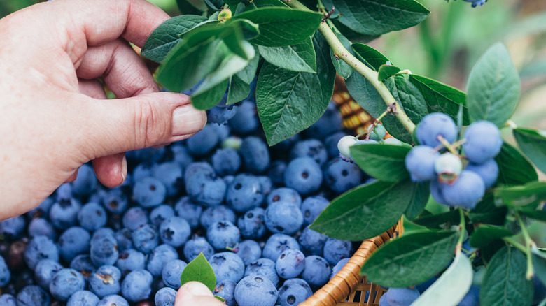 Picking ripe blueberries