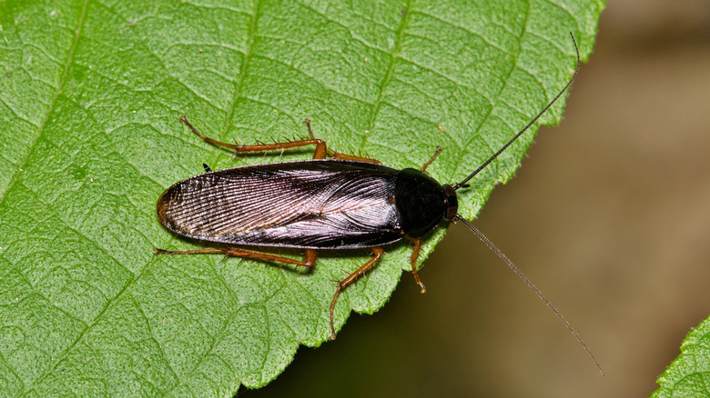 Cockroach on a large leaf