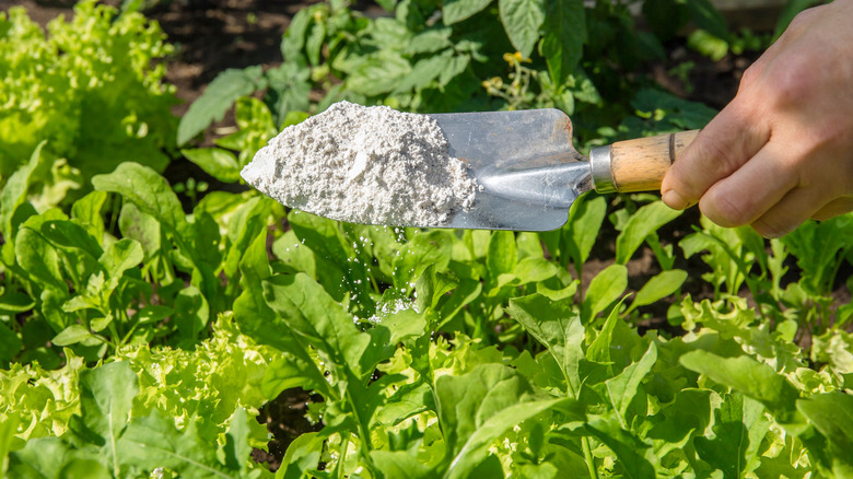 Gardener sprinkling diatomaceous earth