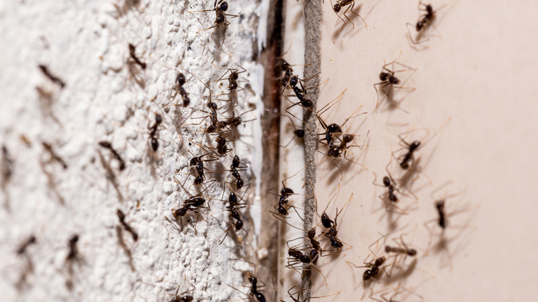 Ants on side of wall