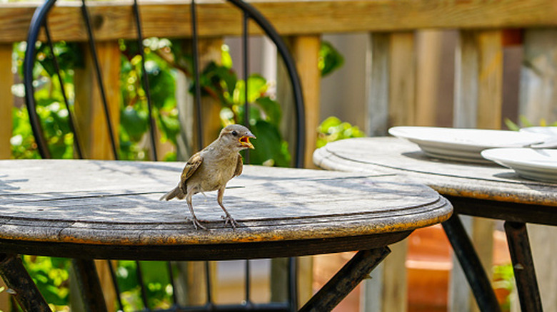 A bird sitting on a patio table