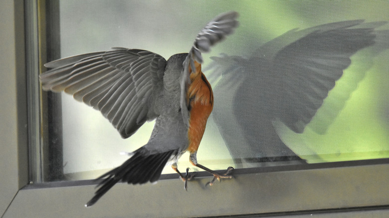 Robin on edge of window