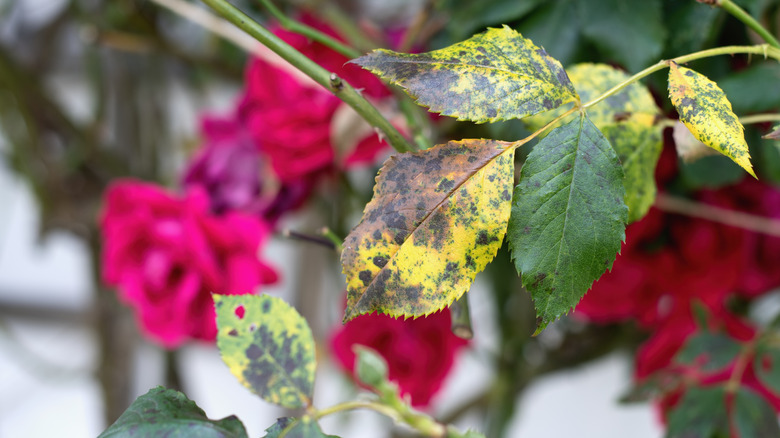 Roses affected by black spot