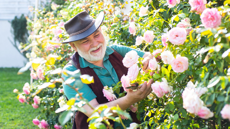 Man tends to rose bushes
