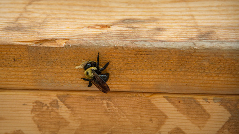 Carpenter bee beginning a hole in wood
