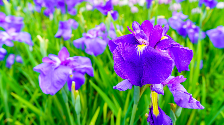 Irises on a river bank