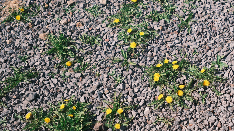 Weeds in gravel driveway