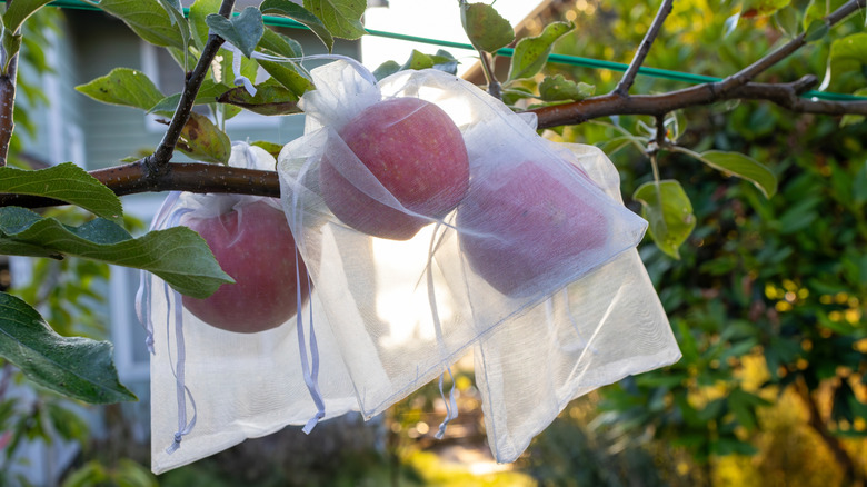 Apples growing in protective fabric bags