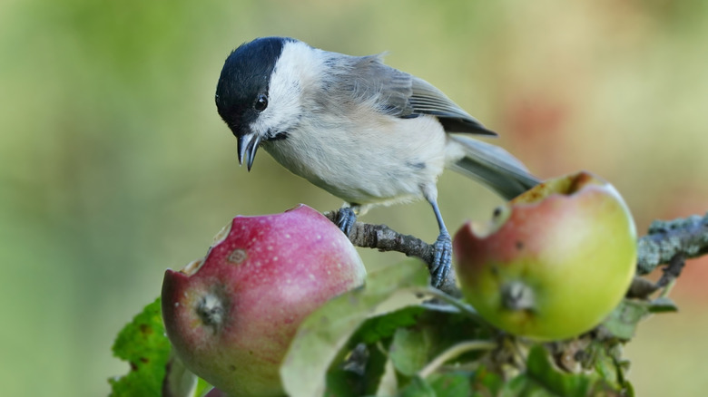 Small bird eating a ripe apple on a tree