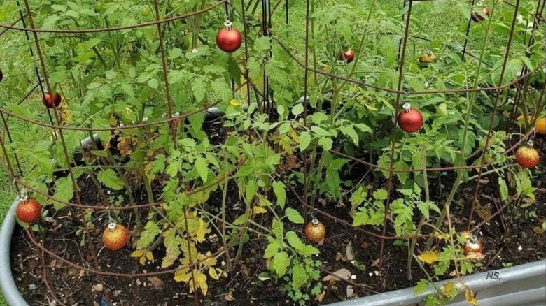 Christmas ornaments hanging on tomatoes cages