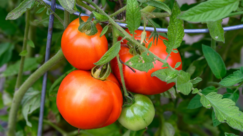 Fresh tomato plants hanging from the vine inside tomato cage