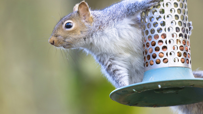 Gray squirrel on a bird feeder