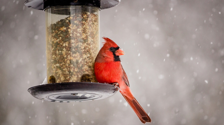 Male cardinal enjoys seed at a bird feeder
